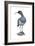 Ibisbill (Ibidorhyncha Struthersii), Birds-Encyclopaedia Britannica-Framed Art Print