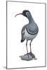 Ibisbill (Ibidorhyncha Struthersii), Birds-Encyclopaedia Britannica-Mounted Art Print