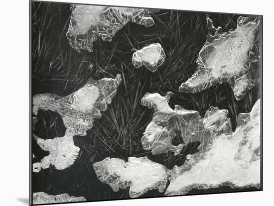 Ice and Grass, High Sierra, California, c. 1950-Brett Weston-Mounted Premium Photographic Print