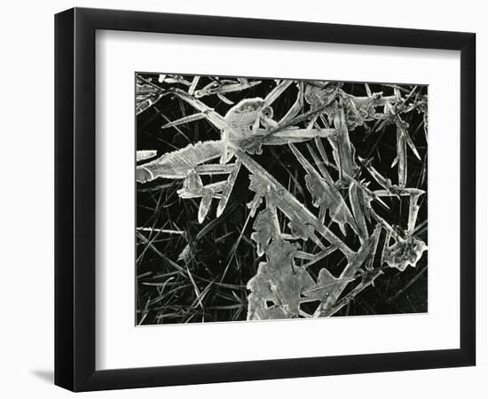 Ice and Grass, Oregon, 1971-Brett Weston-Framed Photographic Print