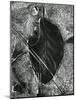 Ice and Leaf, Yosemite, California, 1972-Brett Weston-Mounted Photographic Print