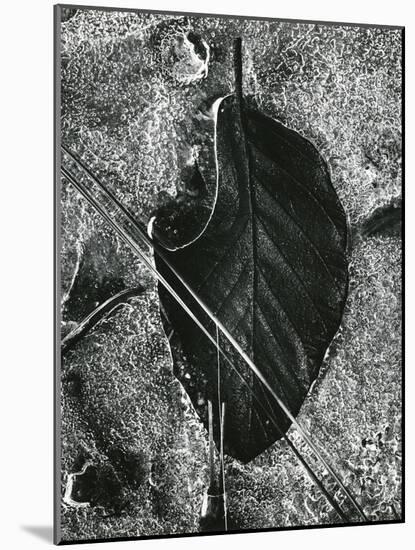 Ice and Leaf, Yosemite, California, 1972-Brett Weston-Mounted Photographic Print