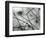 Ice and Reeds, California, 1962-Brett Weston-Framed Photographic Print