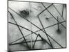 Ice and Reeds, California, 1962-Brett Weston-Mounted Photographic Print