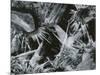 Ice and Rock, c. 1970-Brett Weston-Mounted Premium Photographic Print