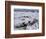 Ice Canoe Races on the St. Lawrence River During Winter Carnival, Quebec, Canada-Alison Wright-Framed Photographic Print