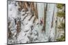 Ice Climber Ascending at Ouray Ice Park, Colorado-Howie Garber-Mounted Photographic Print