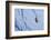 Ice Climbing in the Bernes Oberland, Swiss Alps-Robert Boesch-Framed Photographic Print