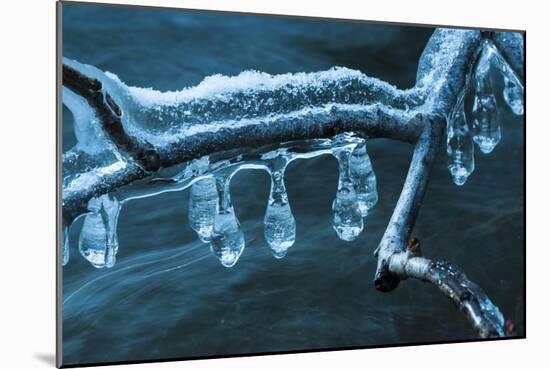 Ice Clinging On Branch In Creek-Anthony Paladino-Mounted Giclee Print