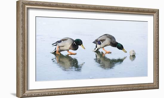 Ice Cover, Mallards, Anas Platyrhynchos-Roland T.-Framed Photographic Print