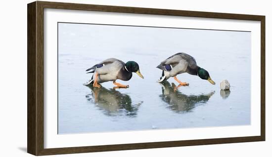 Ice Cover, Mallards, Anas Platyrhynchos-Roland T.-Framed Photographic Print