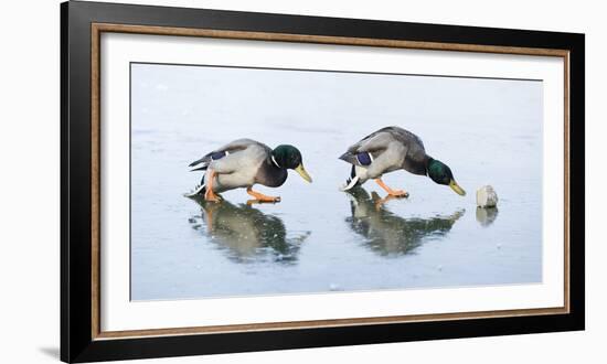 Ice Cover, Mallards, Anas Platyrhynchos-Roland T.-Framed Photographic Print