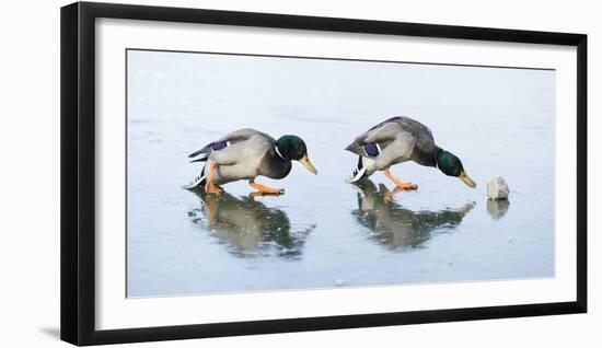 Ice Cover, Mallards, Anas Platyrhynchos-Roland T.-Framed Photographic Print