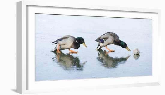 Ice Cover, Mallards, Anas Platyrhynchos-Roland T.-Framed Photographic Print