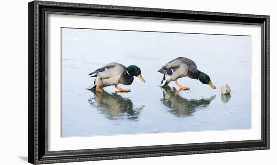 Ice Cover, Mallards, Anas Platyrhynchos-Roland T.-Framed Photographic Print