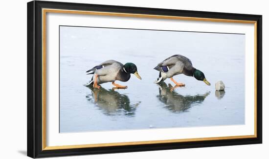 Ice Cover, Mallards, Anas Platyrhynchos-Roland T.-Framed Photographic Print