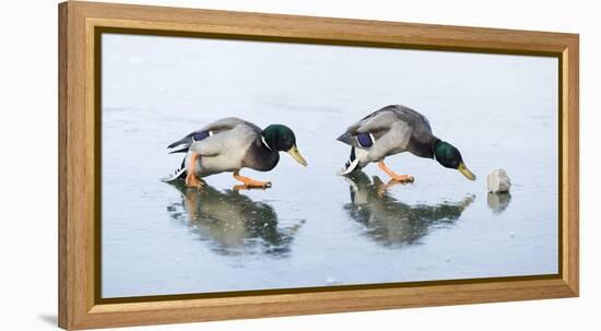 Ice Cover, Mallards, Anas Platyrhynchos-Roland T.-Framed Premier Image Canvas