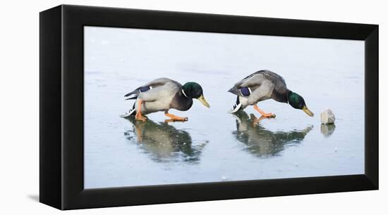 Ice Cover, Mallards, Anas Platyrhynchos-Roland T.-Framed Premier Image Canvas