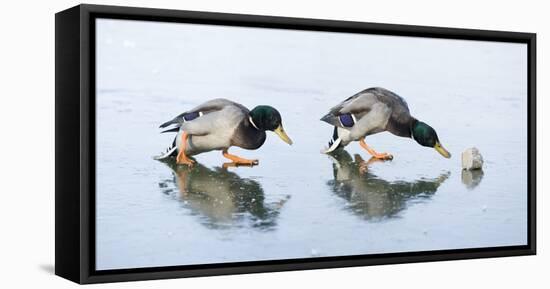 Ice Cover, Mallards, Anas Platyrhynchos-Roland T.-Framed Premier Image Canvas