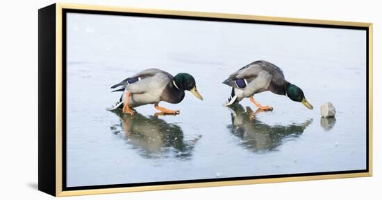 Ice Cover, Mallards, Anas Platyrhynchos-Roland T.-Framed Premier Image Canvas