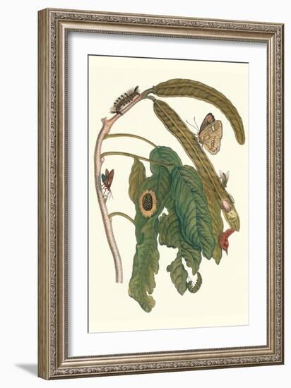 Ice Cream Bean Plant, Cloudless Sulphur Butterfly and Caterpillar with Moth on the Stalk-Maria Sibylla Merian-Framed Art Print