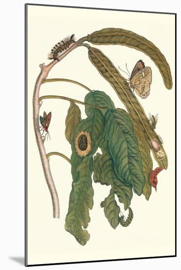 Ice Cream Bean Plant, Cloudless Sulphur Butterfly and Caterpillar with Moth on the Stalk-Maria Sibylla Merian-Mounted Art Print