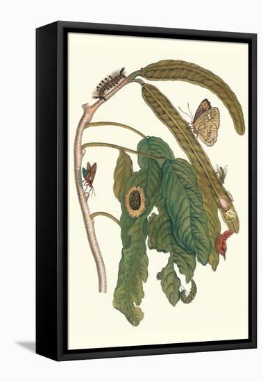 Ice Cream Bean Plant, Cloudless Sulphur Butterfly and Caterpillar with Moth on the Stalk-Maria Sibylla Merian-Framed Stretched Canvas