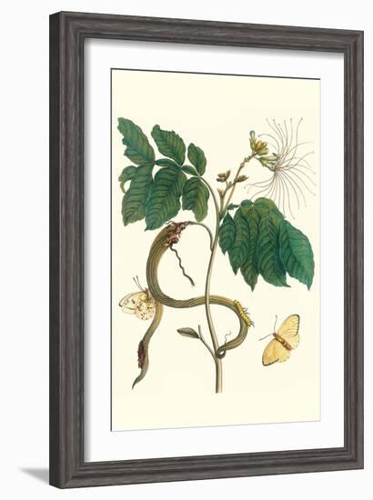 Ice Cream Bean with Apricot Sulphur Butterfly-Maria Sibylla Merian-Framed Art Print