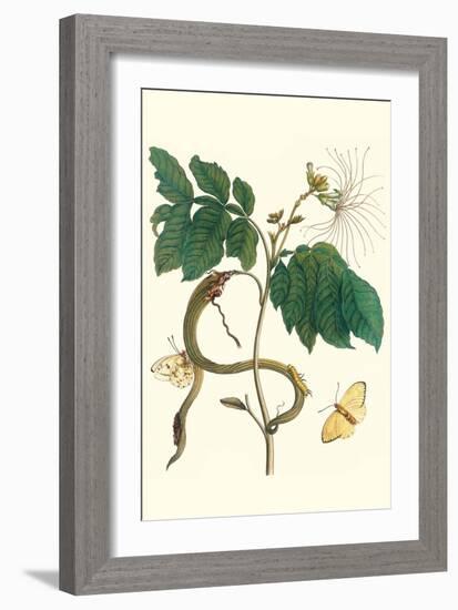 Ice Cream Bean with Apricot Sulphur Butterfly-Maria Sibylla Merian-Framed Art Print