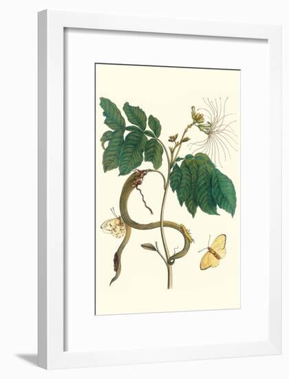 Ice Cream Bean with Apricot Sulphur Butterfly-Maria Sibylla Merian-Framed Art Print