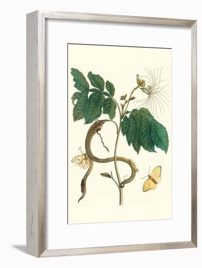 Ice Cream Bean with Apricot Sulphur Butterfly-Maria Sibylla Merian-Framed Art Print