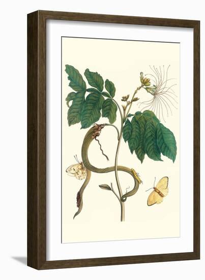 Ice Cream Bean with Apricot Sulphur Butterfly-Maria Sibylla Merian-Framed Art Print