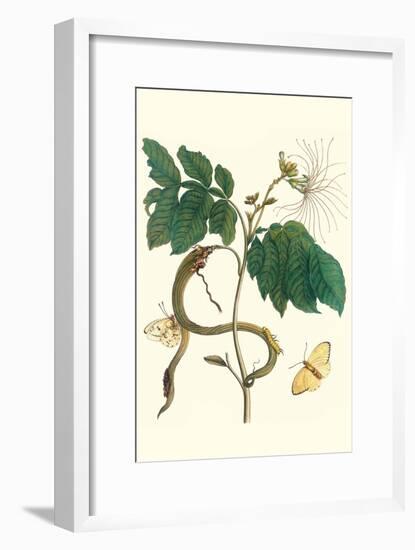 Ice Cream Bean with Apricot Sulphur Butterfly-Maria Sibylla Merian-Framed Art Print