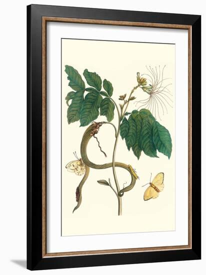 Ice Cream Bean with Apricot Sulphur Butterfly-Maria Sibylla Merian-Framed Art Print