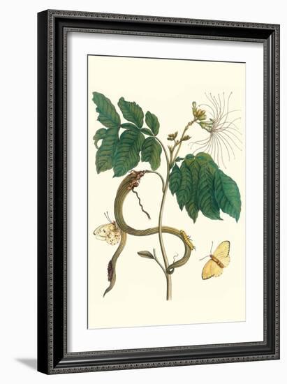 Ice Cream Bean with Apricot Sulphur Butterfly-Maria Sibylla Merian-Framed Art Print