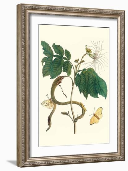 Ice Cream Bean with Apricot Sulphur Butterfly-Maria Sibylla Merian-Framed Premium Giclee Print