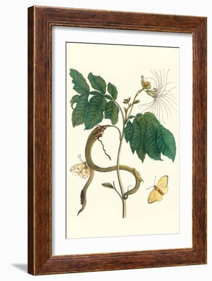 Ice Cream Bean with Apricot Sulphur Butterfly-Maria Sibylla Merian-Framed Premium Giclee Print