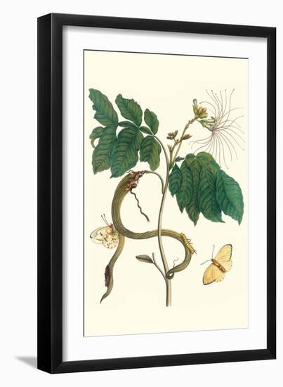 Ice Cream Bean with Apricot Sulphur Butterfly-Maria Sibylla Merian-Framed Premium Giclee Print