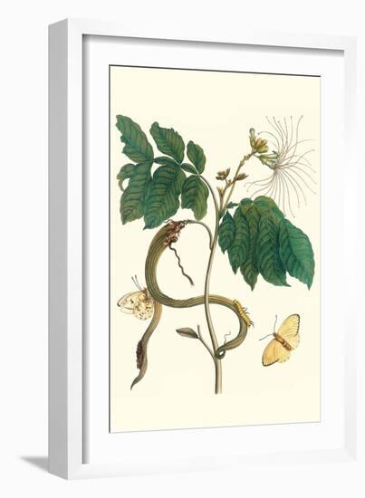 Ice Cream Bean with Apricot Sulphur Butterfly-Maria Sibylla Merian-Framed Premium Giclee Print