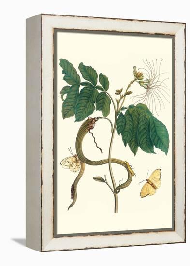 Ice Cream Bean with Apricot Sulphur Butterfly-Maria Sibylla Merian-Framed Stretched Canvas