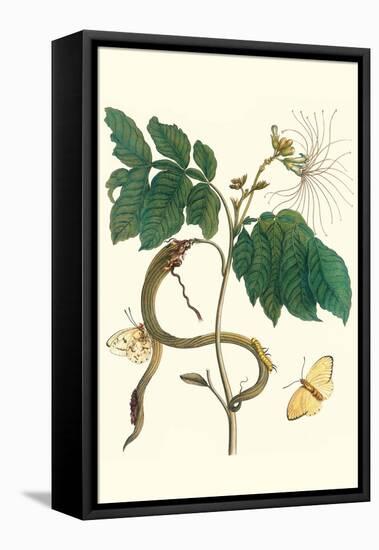 Ice Cream Bean with Apricot Sulphur Butterfly-Maria Sibylla Merian-Framed Stretched Canvas