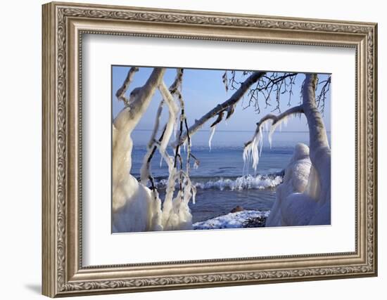 Ice-Crusted Trees in Front of the Brodten Shore Near TravemŸnde, Morning Light-Uwe Steffens-Framed Photographic Print