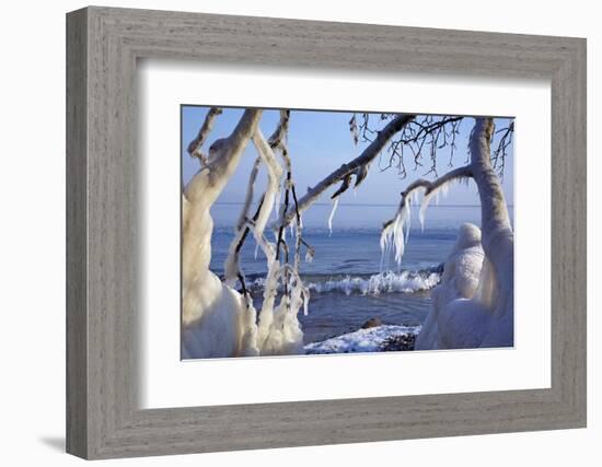 Ice-Crusted Trees in Front of the Brodten Shore Near TravemŸnde, Morning Light-Uwe Steffens-Framed Photographic Print