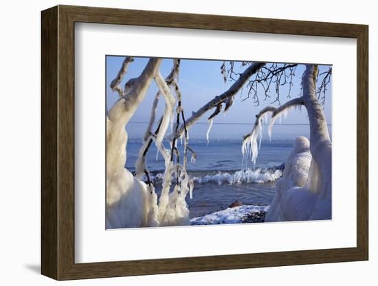 Ice-Crusted Trees in Front of the Brodten Shore Near TravemŸnde, Morning Light-Uwe Steffens-Framed Photographic Print