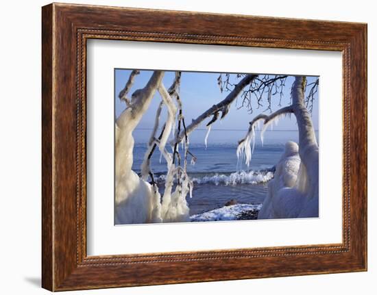 Ice-Crusted Trees in Front of the Brodten Shore Near TravemŸnde, Morning Light-Uwe Steffens-Framed Photographic Print