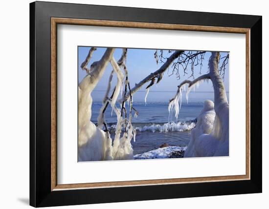 Ice-Crusted Trees in Front of the Brodten Shore Near TravemŸnde, Morning Light-Uwe Steffens-Framed Photographic Print