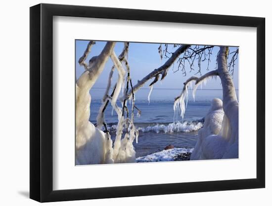 Ice-Crusted Trees in Front of the Brodten Shore Near TravemŸnde, Morning Light-Uwe Steffens-Framed Photographic Print