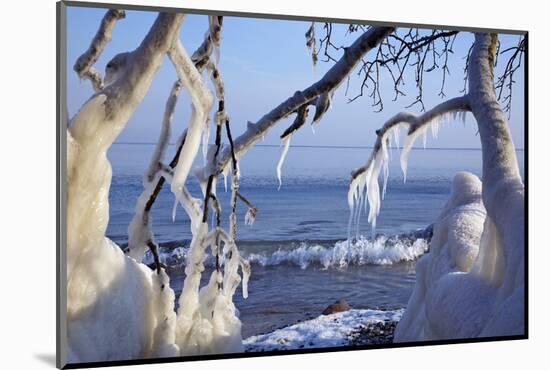 Ice-Crusted Trees in Front of the Brodten Shore Near TravemŸnde, Morning Light-Uwe Steffens-Mounted Photographic Print