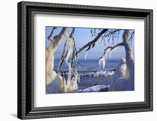 Ice-Crusted Trees in Front of the Brodten Shore Near TravemŸnde, Morning Light-Uwe Steffens-Framed Photographic Print