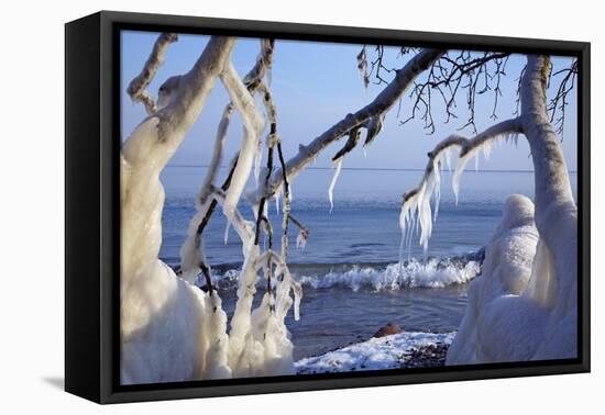 Ice-Crusted Trees in Front of the Brodten Shore Near TravemŸnde, Morning Light-Uwe Steffens-Framed Premier Image Canvas